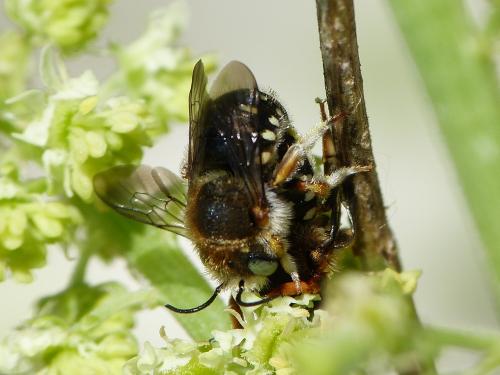 Réf. 239 447 : Anthidium punctatum